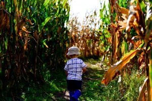 child in corn maze