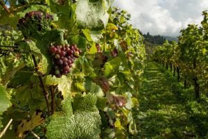 vineyard grapes on vine
